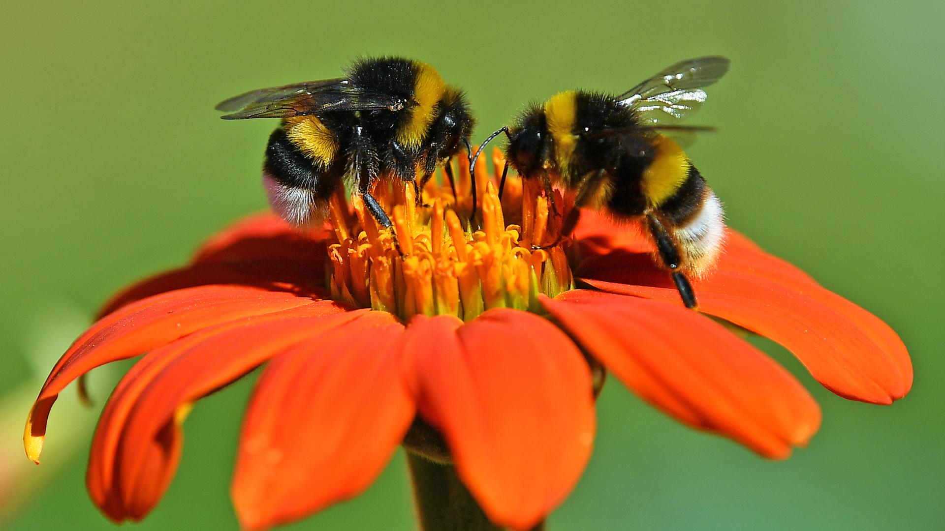 Zwei Hummeln sitzen auf einer Blüte. 