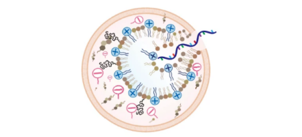 Acid-degradable lipid nanoparticles enhance the delivery of mRNA