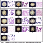 Table 1: Characteristics and Halo : Colony ratios of 13 amylase-producing bacterial strains