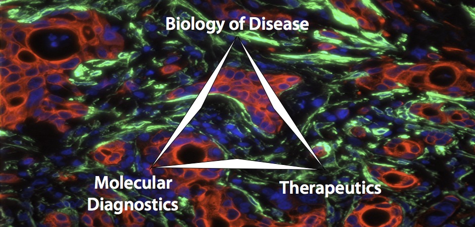 Molecular Pharmacology