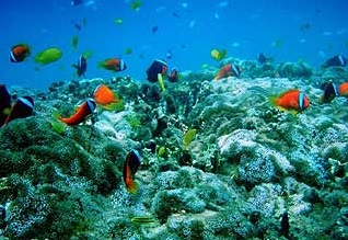 辺野古埋め立て予定地の海底