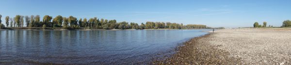 rhine, river, summer, drought, low tide, water