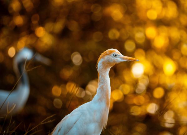 pájaro,planta,naturaleza,pico,Animales,iluminación