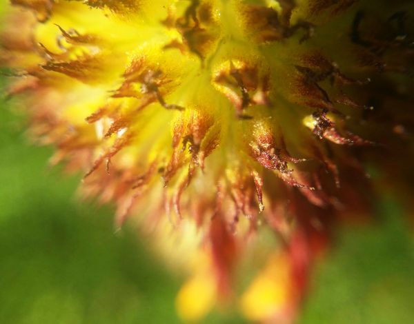 blommig, natur, bakgrund, blomma, sommar, mönster