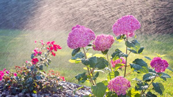 flower, pink, nature, garden, plant, flowers