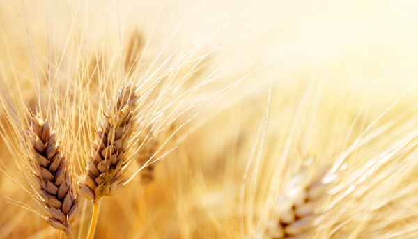 blé,grain,Grain alimentaire,Famille d'herbe,céréale,seigle