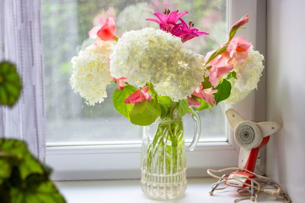 alb,flori,de casă,hortensie,buchet,pervaz