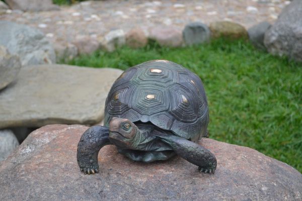 broasca testoasa,testoasa,carapace de broască țestoasă Galápagos,târâtoare,Pond turtle,piatră