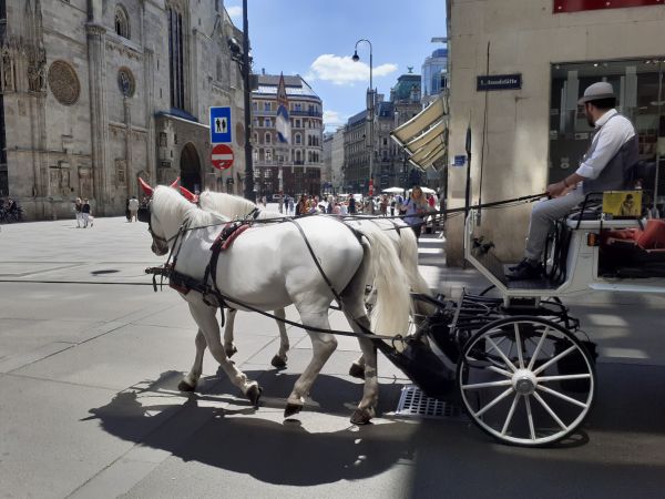 wheel,tire,vienna,horse,vehicle,building