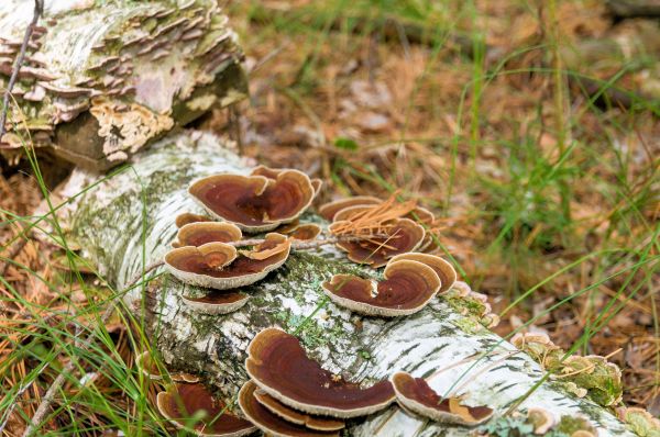 Natur, Wald, Holz, Landschaft, Erde, Organismus