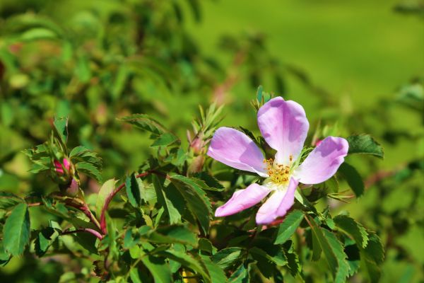 花,ローズ,春,自然,開花植物,色