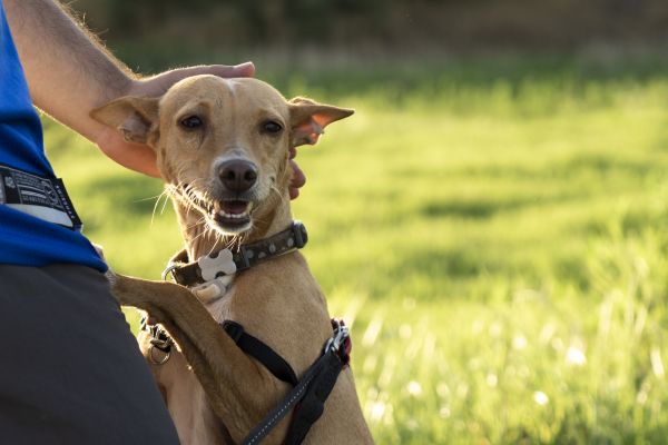 perro,mamífero,vertebrado,contento,Canidato,raza canina