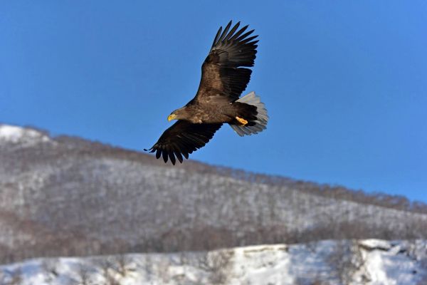 vogel, roofvogel, dieren, adelaar, Accipitriformes, gouden arend