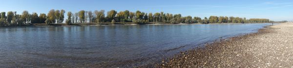 rhine, river, summer, drought, low tide, water