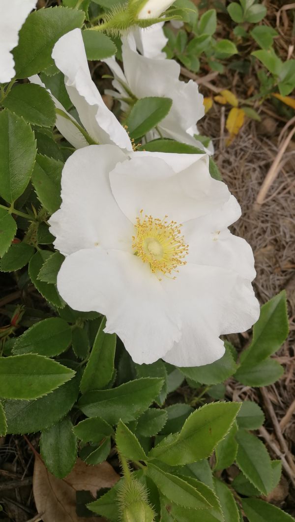 цвете,бял,растение,венчелистче,Rosa nitida,роза