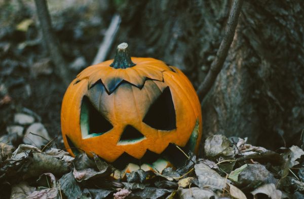 dýně,pumpkin jack,předvečer Všech svatých,rostlina,Calabaza,zimní squash