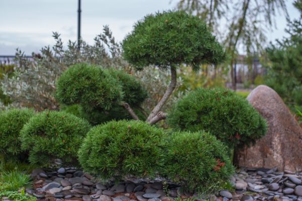 bild, träd, växt, buske, vegetation, Thuya