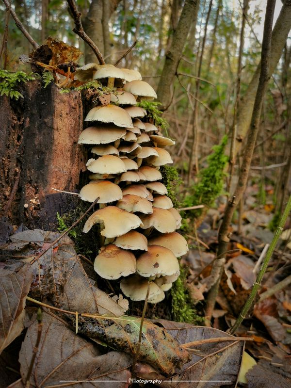 自然,キノコ,おもちゃ,工場,ポリポーラ,陸生植物