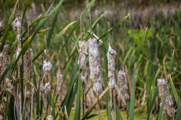 Macro,fleur,été,l'automne,Typha,Cattail