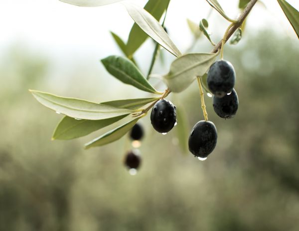 bitki,ağaç,zeytin,meyve,Huckleberry,aristotelia chilensis