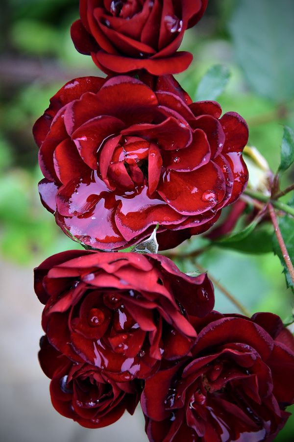 vermelho, rosa, Rosas, jardim, flor, romance