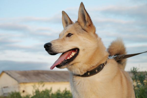 hund,hvid hund,portræt,smile dog,from shelter,pet portræt