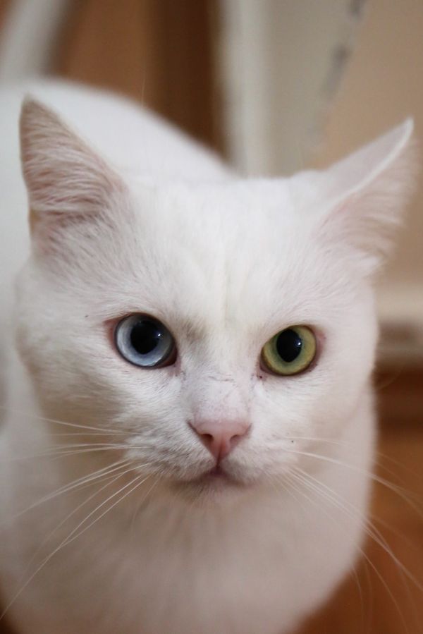 animal,blanco,gato,hermosa,domesticado,Ojos