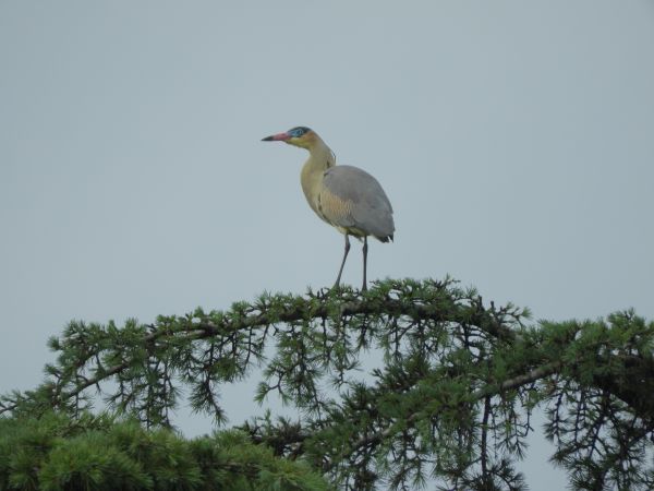 fugl, nebb, stork, kran som fugle, kran, Shorebird