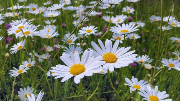 blomst,prestekrage,blomstrende plante,marguerite daisy,Tusenfryd,Sveits