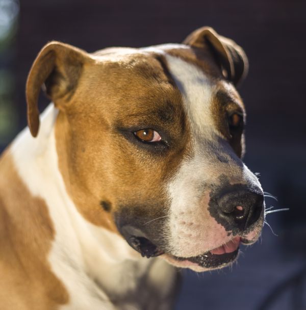 hund,däggdjur,ryggradsdjur,hundras,canidae,american staffordshire terrier