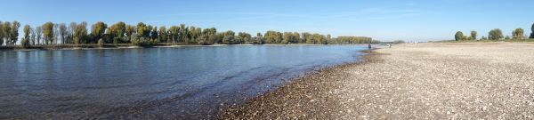 rhine, river, summer, drought, low tide, water