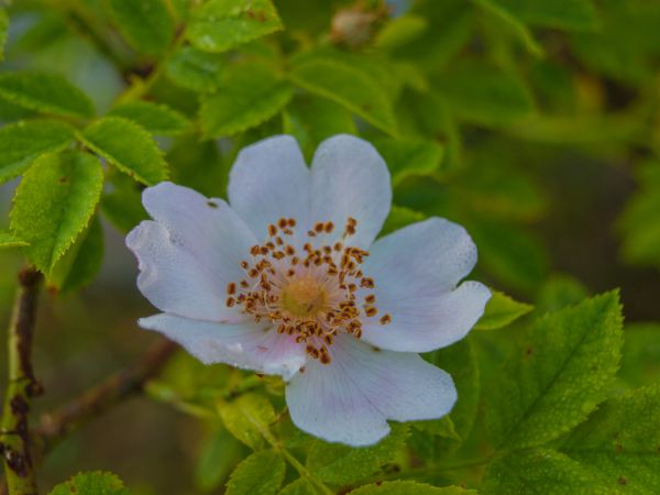 花,开花植物,Woods rose,花瓣,多花玫瑰,罗莎rubiginosa