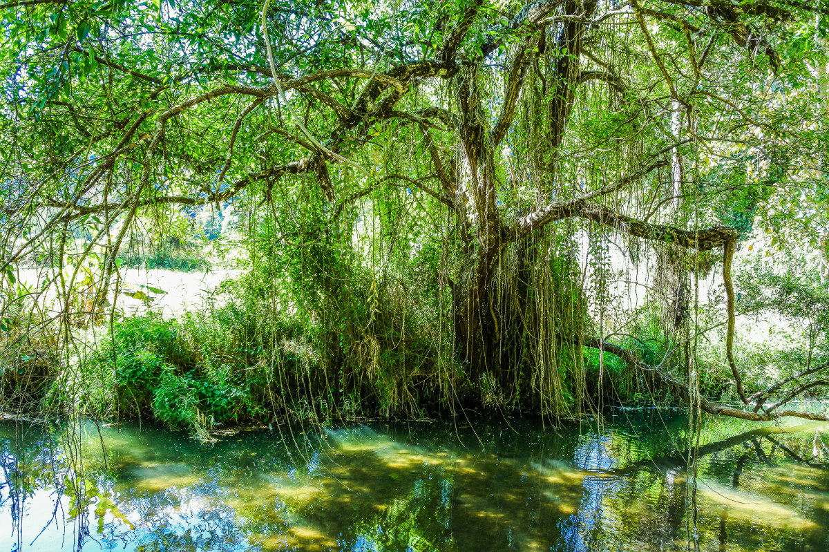 vijver, Bos, spiegel, helder, toerisme, landschap, zomer, rots, mooi, zwemmen, uitzicht, Thailand, nationaal, hout, zonnig, park, wildlife, groen, natuurlijk, reflectie, natuur, Azië, visvangst, boom, veel, water, steen, buitenshuis, milieu, blauw, licht, idyllisch, vis, dier, rivier-, vers, reizen, meer, wild, kleurrijk, natuurlijk landschap, vegetatie, natuurlijke omgeving, natuurgebied, oeverbos, moeras, moerassige rivierarm, waterloop, fabriek, wetland, bosrijke installatie, biome, oude groei bos, bank, watervoorraden, oerwoud, bos-, zonlicht, tak, regenwoud, Terrestrische planten, gras, overstromingsvlakte, Valdiviaans gematigd regenwoud, moeras, oeverzone, de lente, landschap, gematigde breedbladige en gemengde bossen, Fluviale landvormen van stromen