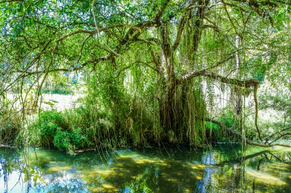 étang, forêt, miroir, brillant, tourisme, paysage