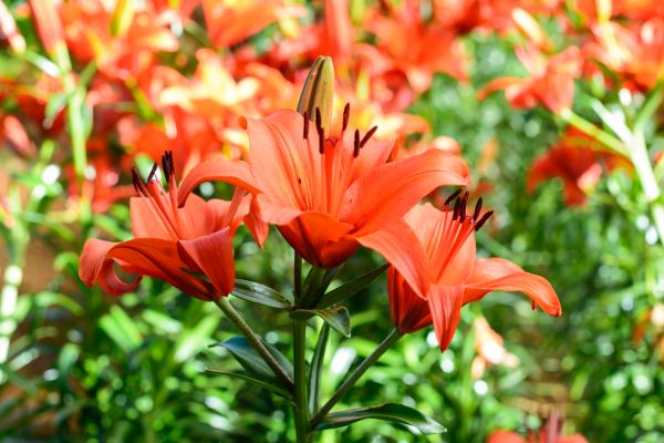 flor, rosado, jardín, Jardines, flor rosa, naturaleza