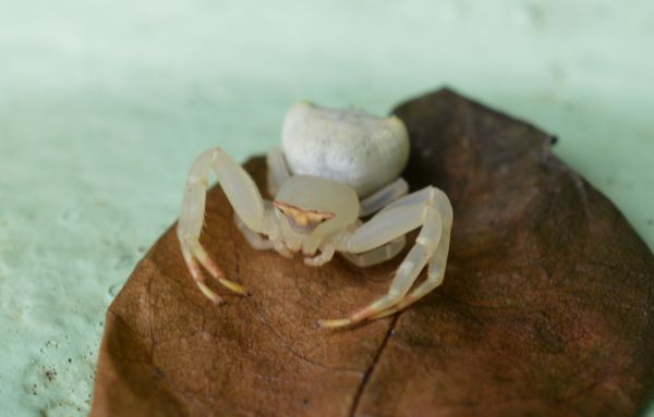 crab spider,eremitkräfta,krabba,sötvattenkrabban,decapoda,ryggradslös