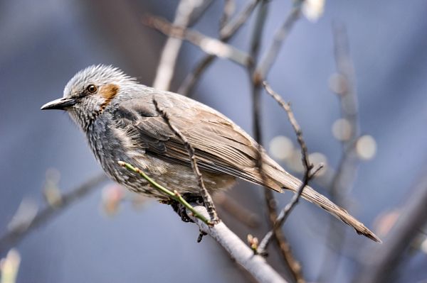 птица,Позвоночный,клюв,Зяблик,Корейский,перо