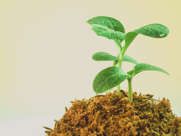 spring, leaf, growth, tree, green, seedling