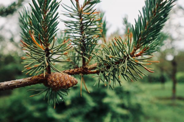 tall, shortleaf black spruce, Sugar pine, Columbian spruce, balsam fir, regn