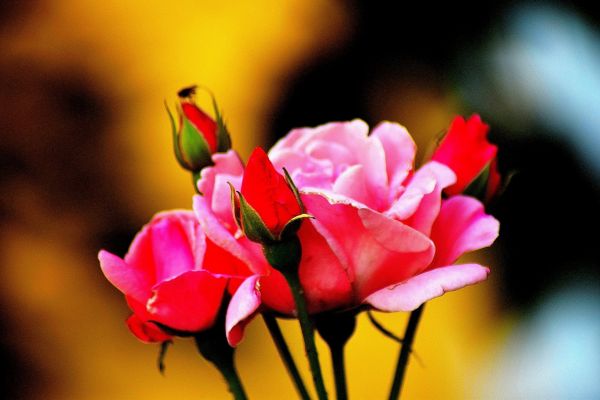 rosa, plantar, flor, Família cor de rosa, Rosas do jardim, Rosa