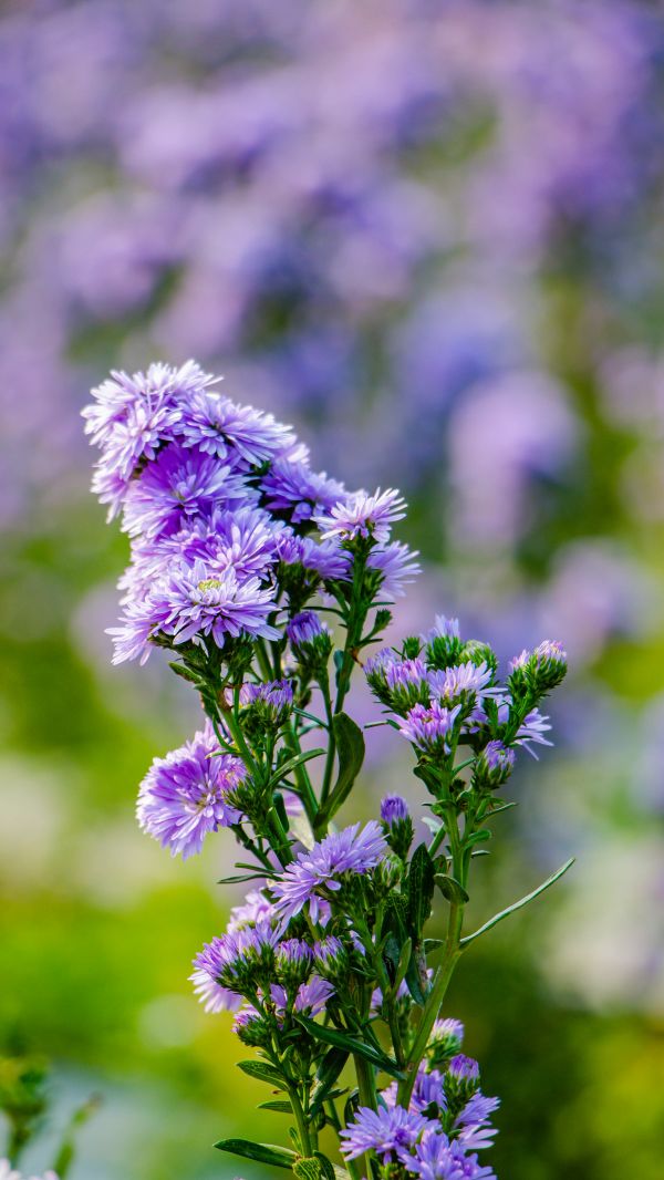 flower, plant, purple, grass, petal, groundcover