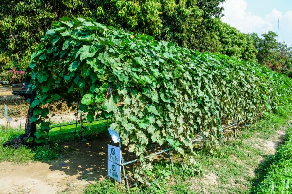 courgette, landelijk, versheid, mooi, groeiend, uitzicht