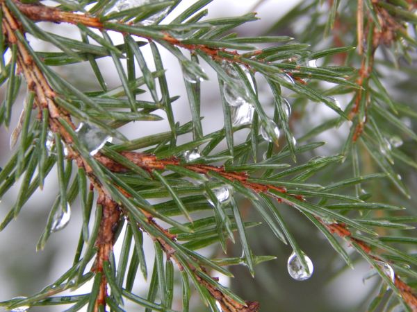 χειμώνας,δάσος,δέντρα,Columbian spruce,Yellow fir,λευκό πεύκο