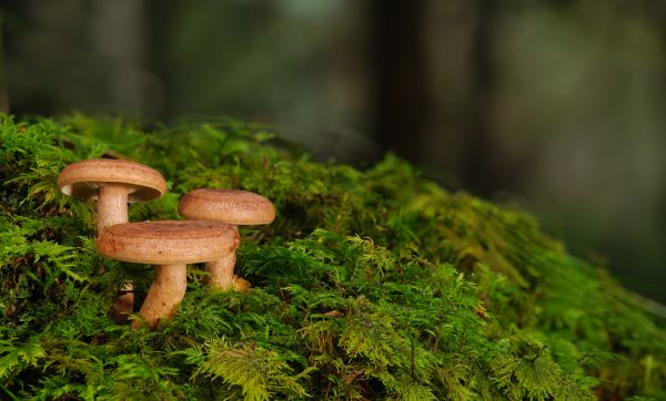 natürlich,Pflanze,Pilz,Holz,natürliche Landschaft,Terrestrische Pflanze