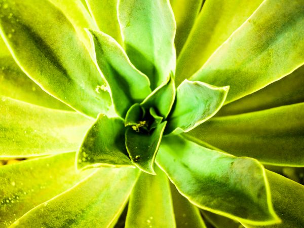 cactus, désert, plante, vert, la nature, jardin