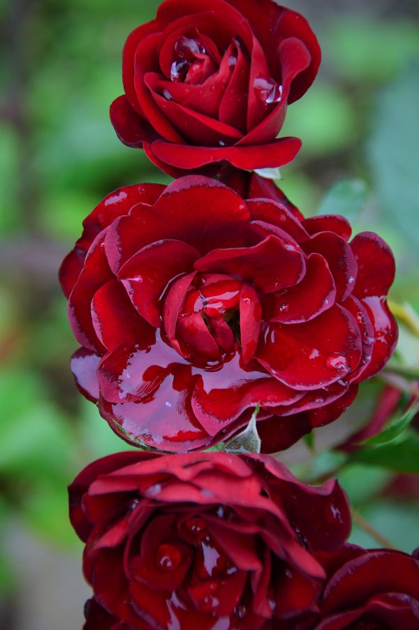 vermelho, rosa, Rosas, jardim, flor, romance