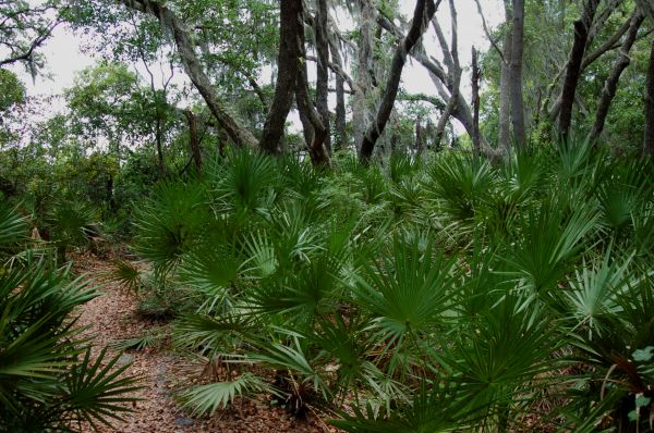 PEAR Park,Palatlakaha,Florida,saw palmetto,Serenoa repens,vegetazione