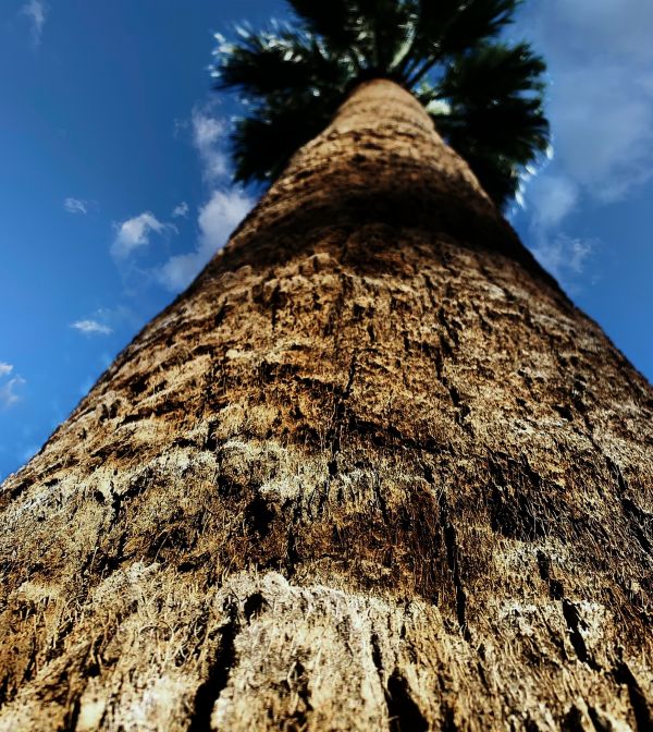 palm,tree,close angle,skyward,sky,cloud