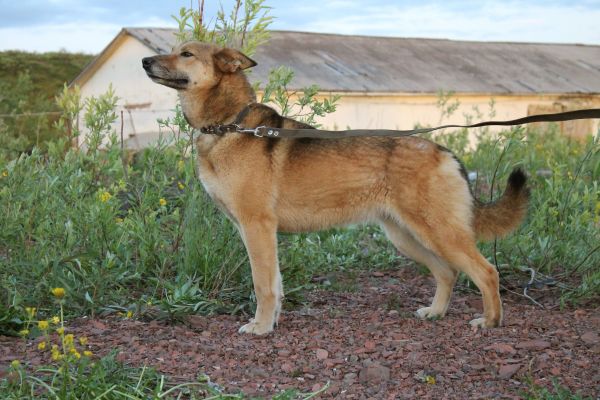 Perro de jengibre,retrato,smile dog,from shelter,Retrato de mascota,longitud total