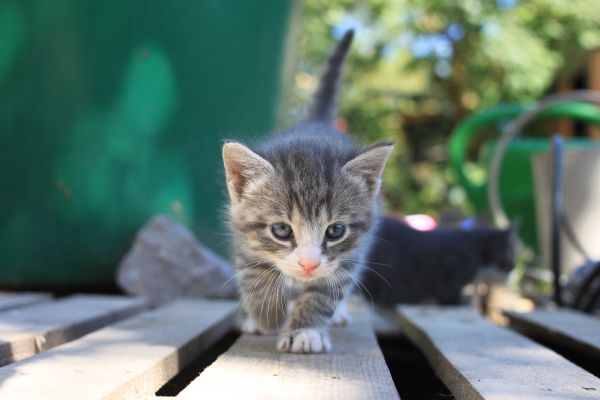 pisică,mamifer,pisica mica,Kitty,pisoi,animale vertebrate